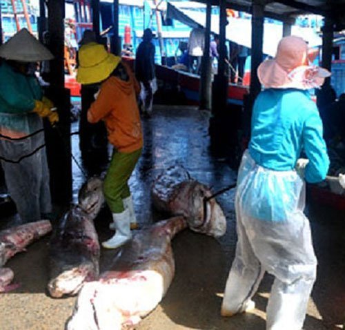 Mạo hiểm với nghề 'săn cọp biển' giữa trùng khơi
