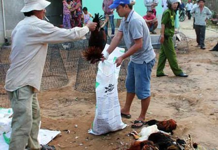 Kết luận vụ đập chết cả đàn gà