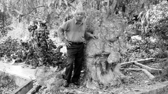 Cây hoa sữa 600 tuổi