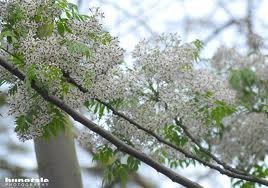 Thổn thức tháng ba