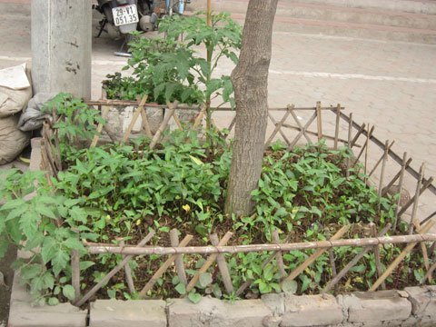 Khâm phục trình độ canh tác vỉa hè ở Hà Nội