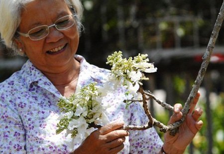 Chiêm ngưỡng cây hoa phượng trắng duy nhất Việt Nam