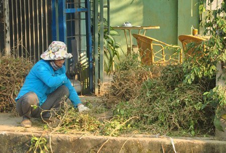 Đổ xô đi nhổ cà gai bán cho Trung Quốc
