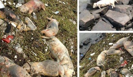 Sông ở Thượng Hải ngập xác lợn chết