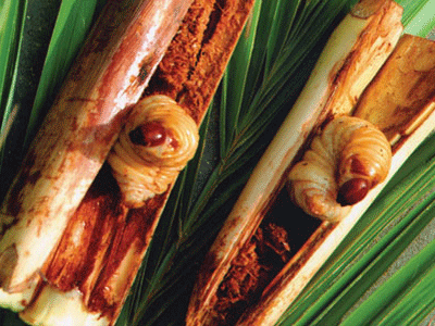 Những món côn trùng kinh dị nhưng tốt cho sức khỏe