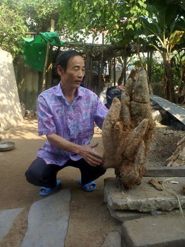 Đào được củ khoai “khủng” nặng 18 kg