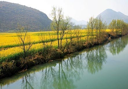 Hoa cải triền sông