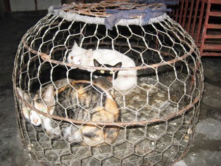 Mang bệnh dại vì thịt mèo Trung Quốc