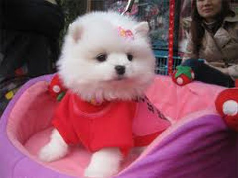 “Sốt xình xịch