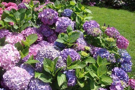 Những cây cảnh gây ung thư, loạn thần