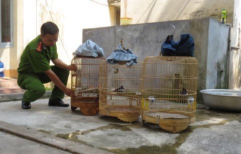 Bắt gọn vụ 'đá' chim cảnh bạc triệu