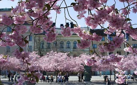 Sắc hoa anh đào trên khắp thế giới