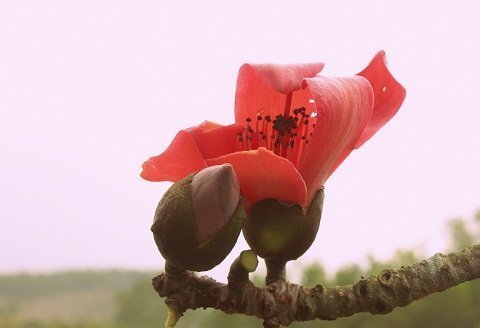 Hoa mộc miên rực rỡ gọi hè về