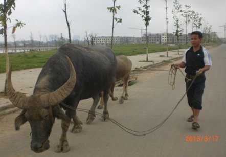 Dân chăn bò cảm ơn đại gia BĐS