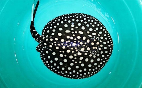 Nhiễm độc vì chơi cá cảnh lạ