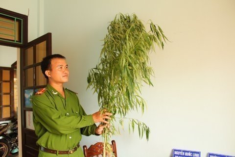 Phát hiện trang trại trồng số lượng lớn cần sa