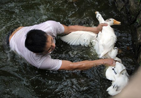 Trai tráng hào hứng xuống ao săn vịt lĩnh thưởng