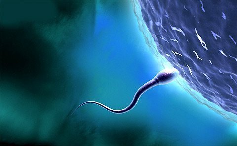 Hiểm họa khi nàng trứng và chàng nòng nọc đỏng đảnh
