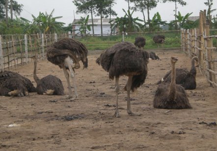 ‘Chết’ vì ham đặc sản