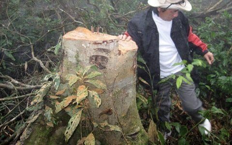 Bất thường trong đấu giá rừng tiền tỷ?