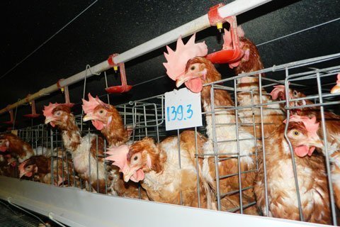 Cho gà nghe nhạc, cách nuôi 'có một không hai'