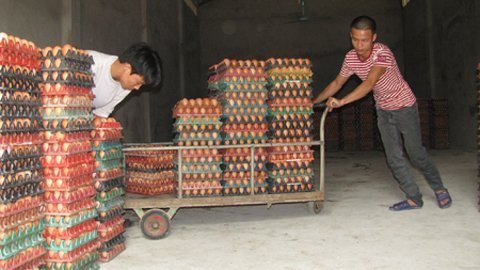 Trứng gà ế đầy kho