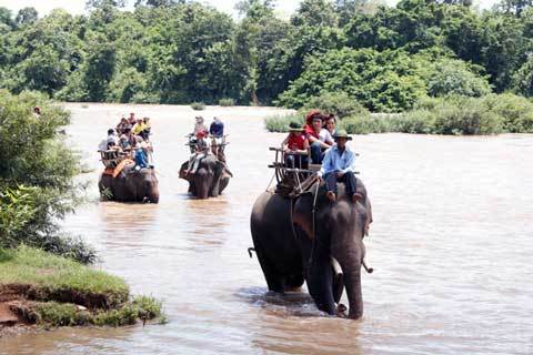Oằn mình cõng khách du lịch, voi chết vì kiệt sức