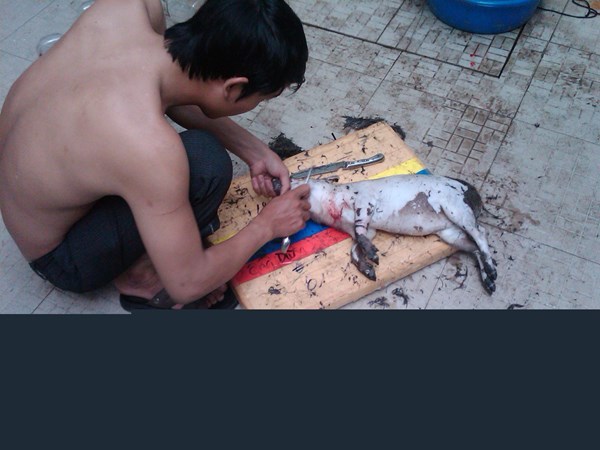 Người Sài Gòn chung nhau mổ heo ăn Tết