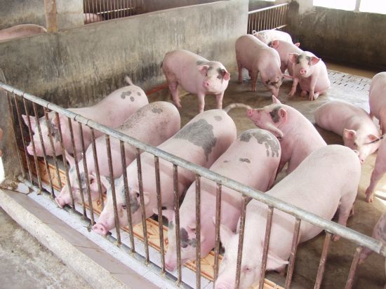 Thương lái Trung Quốc ồ ạt gom mua lợn, thịt tăng giá