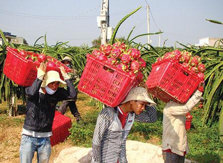 Giằng co, vật vã chống thương lái Tàu