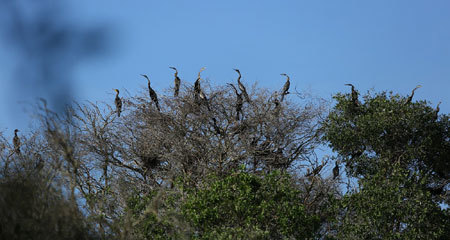 Coca-Cola: 8 năm góp sức bảo tồn Vườn Quốc Gia Tràm Chim