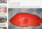 Nhà giàu Hà Thành tẩm bổ cá mú đỏ 1 triệu/kg