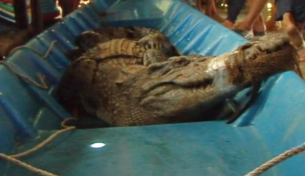 Tá hỏa phát hiện cá sấu 2,2m trong đầm tôm