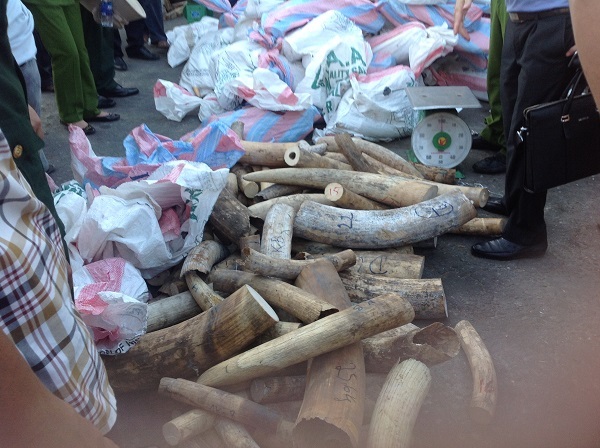 Bắt vụ buôn lậu ngà voi lớn nhất từ trước tới nay