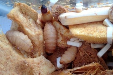 Đuông dừa tăng lực: Dân nghèo chết theo đại gia