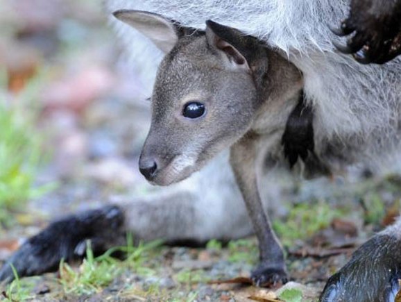 Ngạc nhiên chuyện Kangaroo đực có thể sinh con