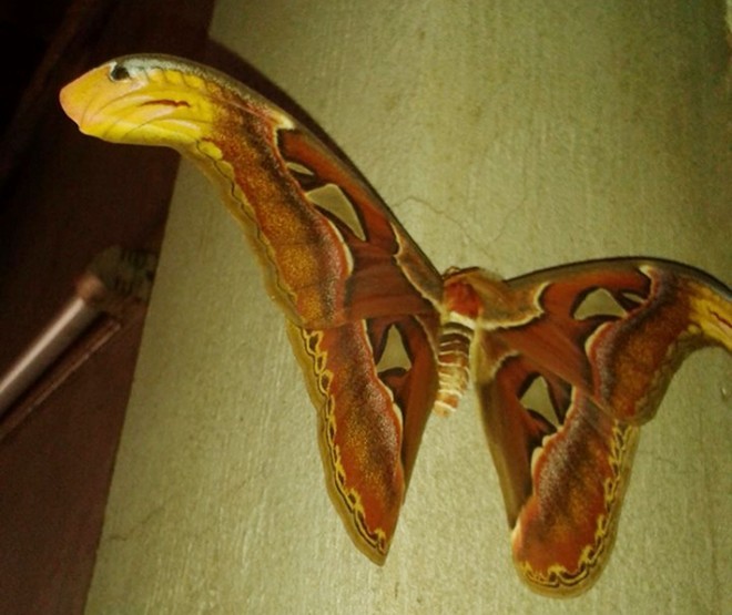 Kỳ lạ bướm có cánh hình đầu rắn