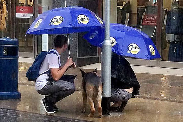 Cặp đôi cởi áo khoác che mưa cho chú chó