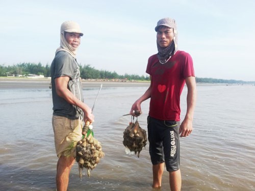 Nghệ An: Đổ ra biển săn thần dược tăng lực