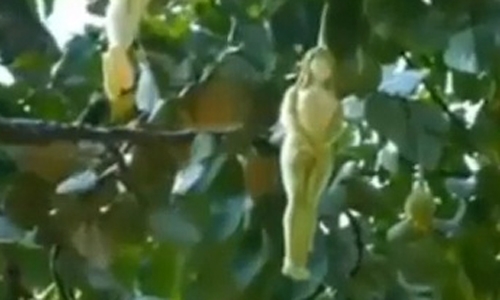 loài cây, kỳ lạ, cô gái, khỏa thân, video