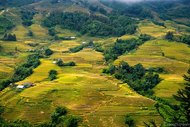 Thắng cảnh ngoạn mục trên cung Sa Pa - Y Tý mùa lúa chín
