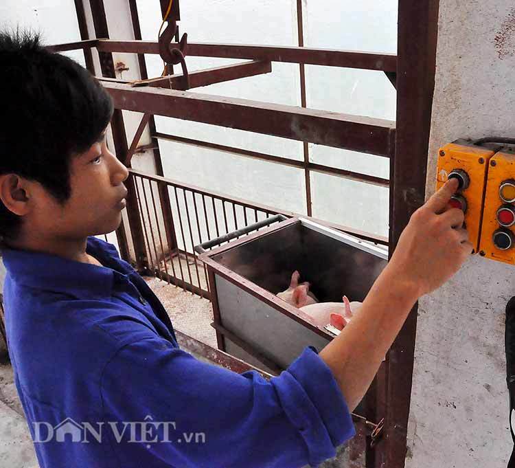 Khó tin Hà Nội: Lợn ở chung cư, đi lại bằng thang máy