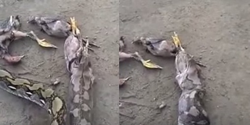 Trăn đói mắc nghẹn vì cố nuốt chửng 5 con gà
