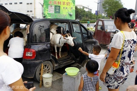 Chở dê ra phố để bán sữa tươi nguyên chất
