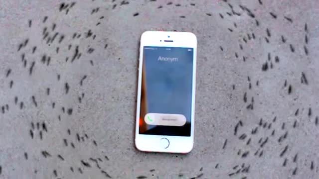Video kiến bò thành vòng tròn quanh iPhone gây sốt