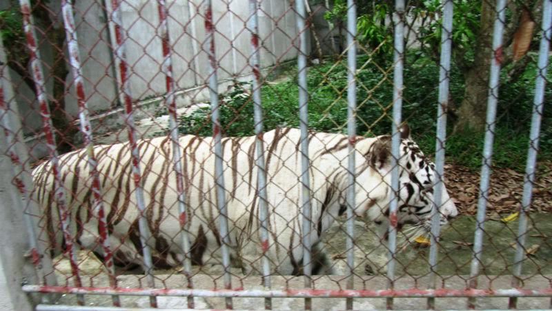 Thông tin trái chiều về người phụ nữ bị hổ vồ