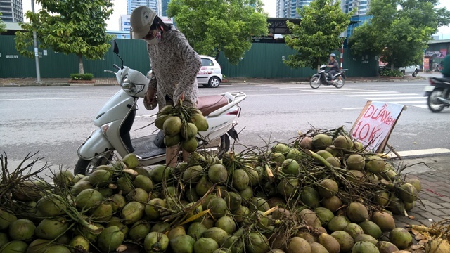 Dừa xiêm 'siêu rẻ' tràn ngập vỉa hè Hà Nội