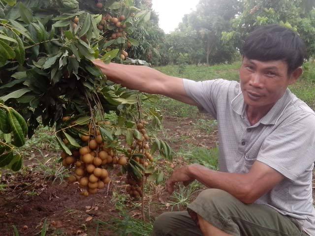 Ông chủ vườn nhãn lạ kể chuyện đếm tiền mỏi tay