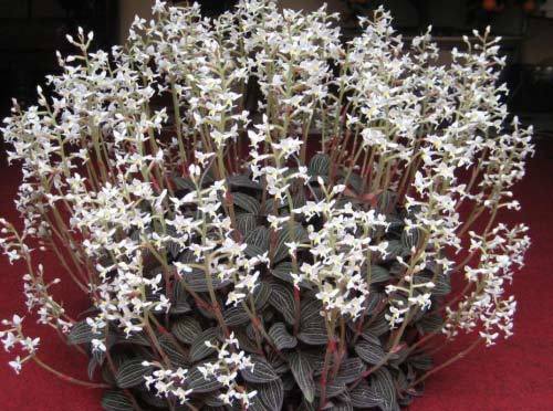 Lan kim tuyến: Sự thật thần dược 100 triệu/kg