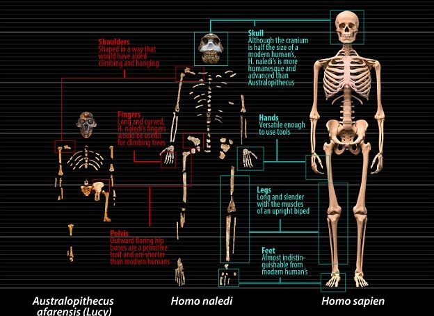 loài người mới, người hiện đại, vượn người phương Nam, tiến hóa, xương hóa thạch